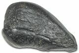 Fossil Whale Ear Bone - South Carolina #369252-1